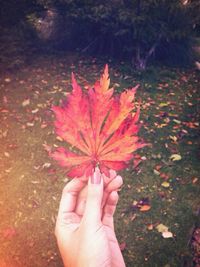 Cropped image of hand holding plant