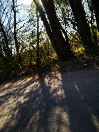 Trees growing in forest on sunny day