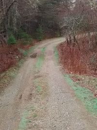 Dirt road amidst trees in forest