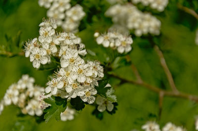 Close-up of white flowering plant