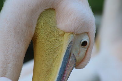 Close-up of animal head