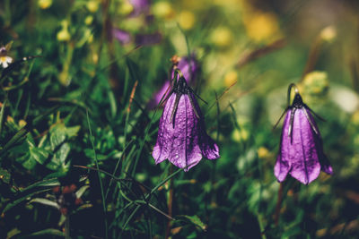 Purple campanula scheuchzeri in the austrian alps on mount krippenstein. wildlife in bloom. spring 