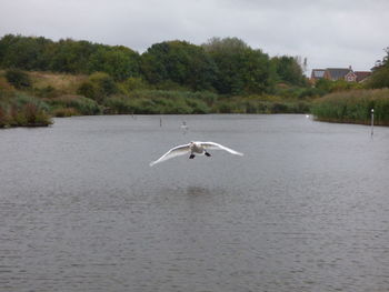 Seagull flying over water