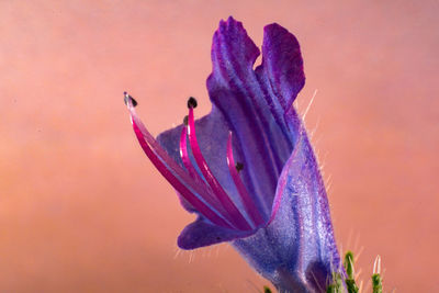 Close-up of purple flowering plant