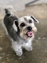 Close-up portrait of cute dog