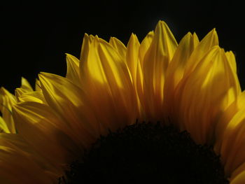 Close-up of yellow flower blooming outdoors