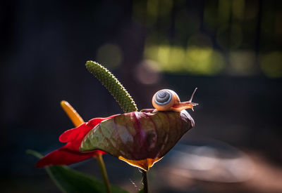 Close-up of honey bee on flower