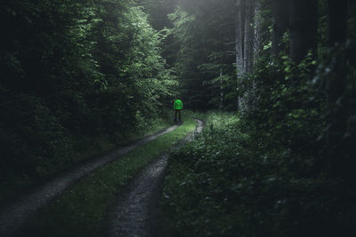 Person standing amidst trees in forest