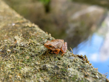 Close-up high angle view of frog on mossy retaining wall