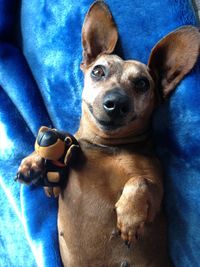 Close-up portrait of dog