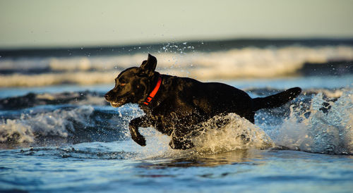 Side view of black labrador retriever running in water at beach