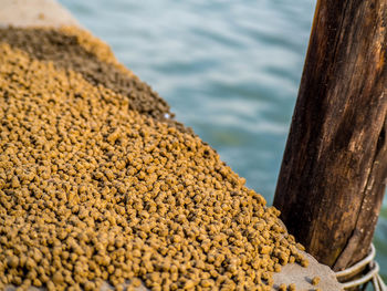 High angle view of food on pier over lake