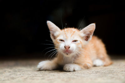 Close-up portrait of kitten sitting