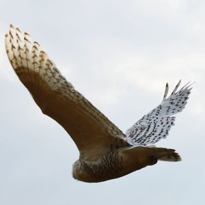 Low angle view of bird flying against sky