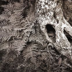 Close up of a tree trunk