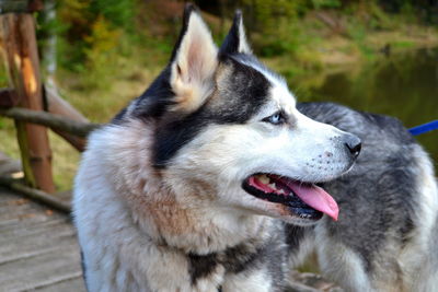 Close-up of dog outdoors