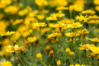Close-up of yellow flowering plants on field