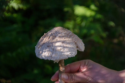 Close-up of hand holding mushroom