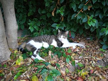 Cat on plants during autumn