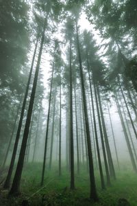 Low angle view of bamboo trees in forest