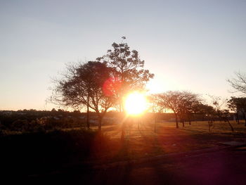 Silhouette of trees on landscape