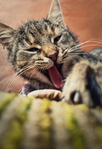 Close up vertical portrait of funny lazy striped cat, sleepy yawning as laying down outdoors.