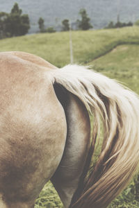 Close-up of horse standing on field