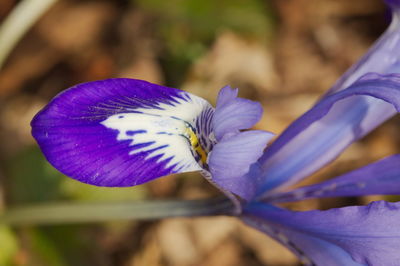 Close-up of purple iris