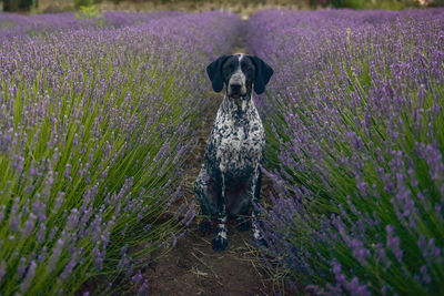 Full length of a dog on field