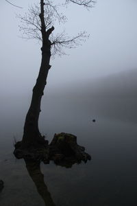 Bare tree on landscape against sky