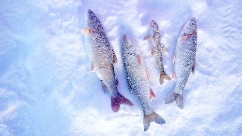 Close-up of fish on snow