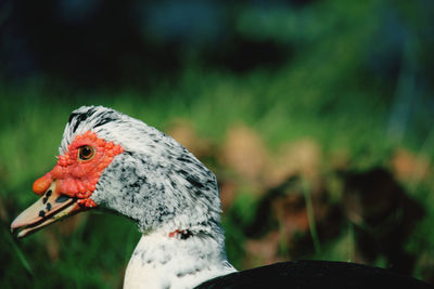 Close-up of a bird