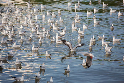 Swans swimming in lake