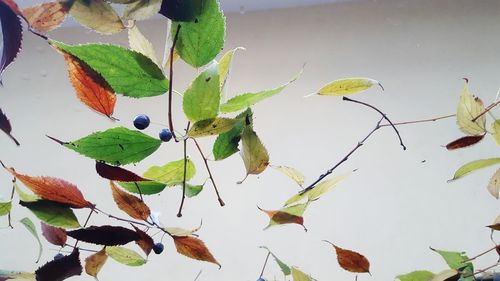 Close-up of plant leaves