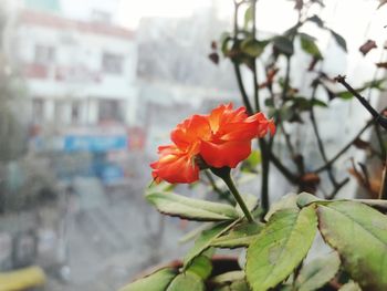 Close-up of flower blooming outdoors