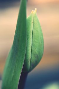 Close-up of leaf