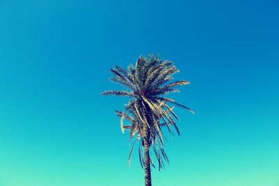 Low angle view of coconut palm tree against clear blue sky