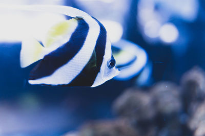 Close-up of fish swimming in sea