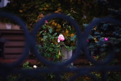 Close-up of pink flowers