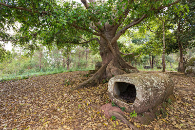 Trees on field