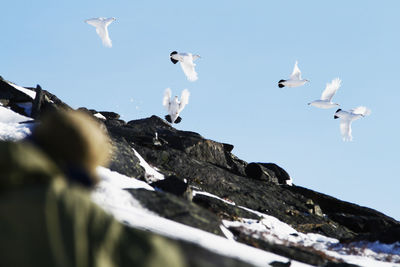 Low angle view of seagulls flying