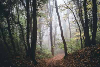 Sunlight streaming through trees in forest