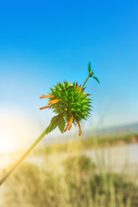 Close-up of flowering plant against clear blue sky