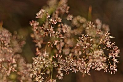 Close-up of flowering plant