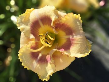 Close-up of pink rose blooming outdoors