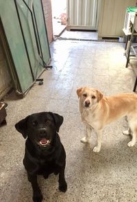 Portrait of dogs sitting on floor