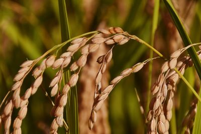 Close-up of wheat plant