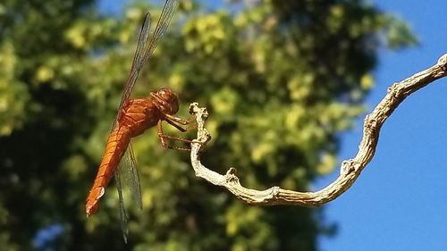 Close-up of caterpillar on branch