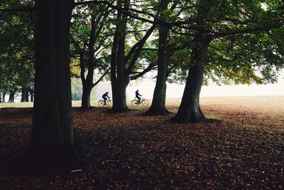 Trees on landscape