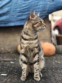 Cat sitting on a street